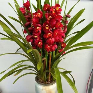 大花蕙兰年宵花卉兰花盆栽带花苞带花剑好养易活室内客厅摆放植物