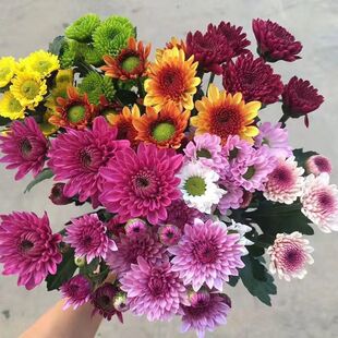 特价多头小雏菊鲜花网红小菊花家居办公室水养插花配花基地直发