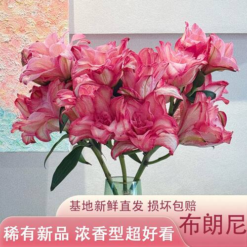 当季新品布朗尼香水百合新鲜直发云南昆明基地重瓣百合花水养鲜花