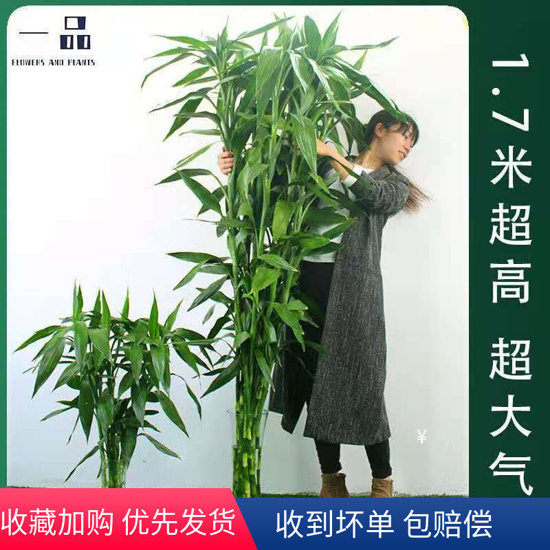 大富贵竹植物水养客厅招财绿萝盆栽花瓶室内花卉水竹转运竹节节高