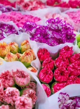 康乃馨花束粉红色多色单头康乃馨花期长生活鲜花新鲜直发客厅云南