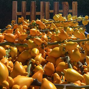 正宗云南五代同堂黄金果,散果,喜庆金色可爱耐放新鲜现剪现发福来