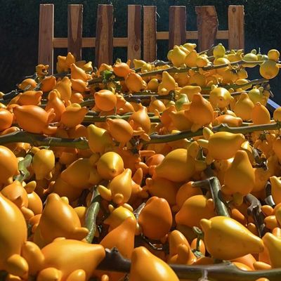 正宗云南五代同堂黄金果,散果,喜庆金色可爱耐放新鲜现剪现发福来