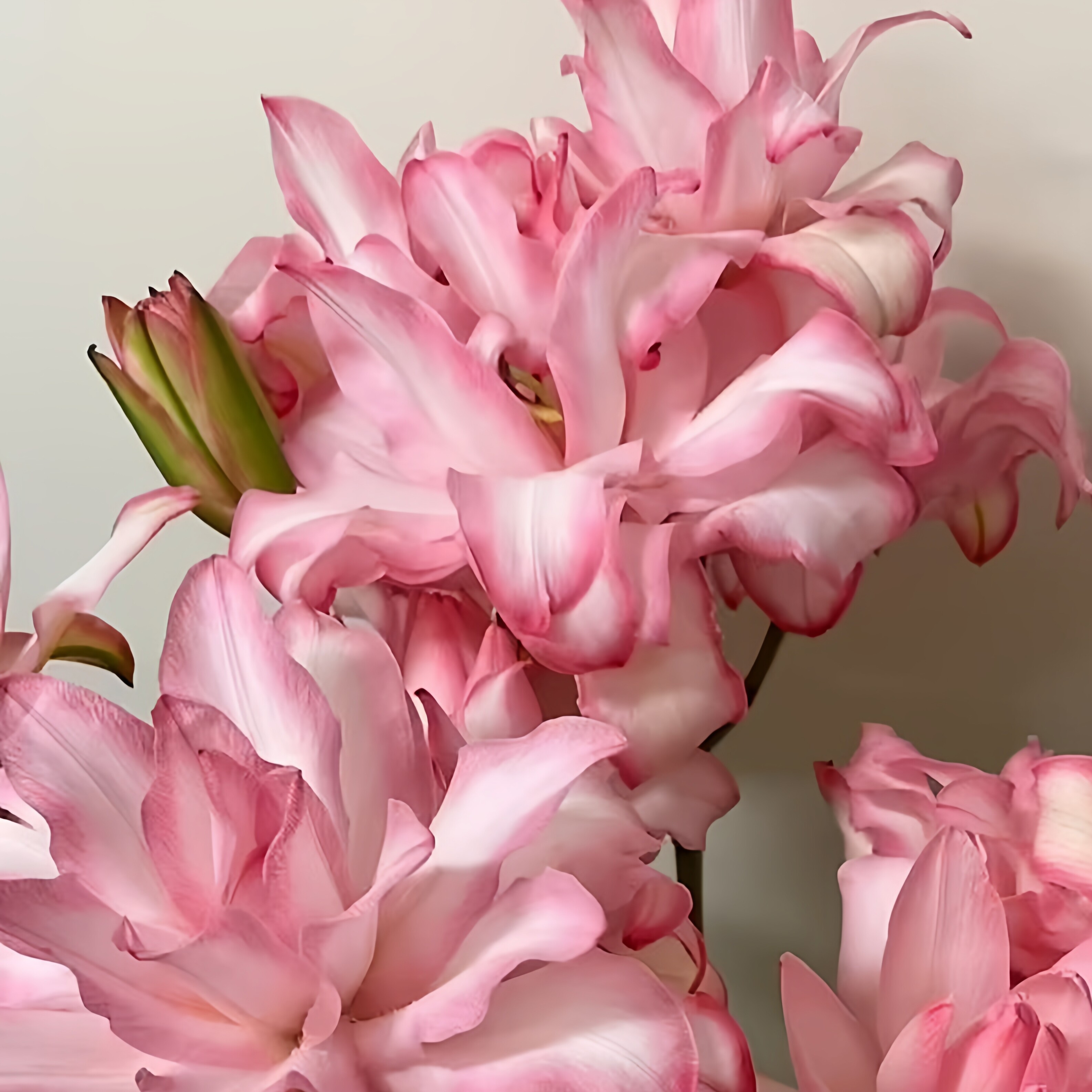 布朗尼重瓣百合花粉色吸色品质鲜花云南直发插花送礼香水百合