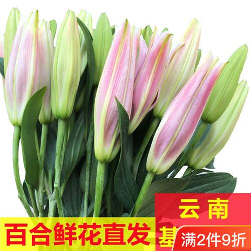 云南百合鲜花直发基地花卉百合花