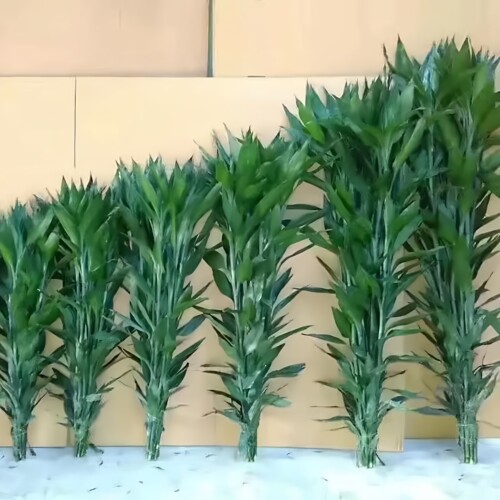 富贵竹水培绿植室内客厅装饰盆栽简约轻奢绿叶植物