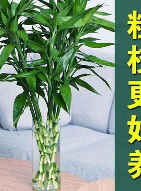 【超大粗竹】富贵竹水培植物大叶竹转运竹盆栽植物室内绿植花卉