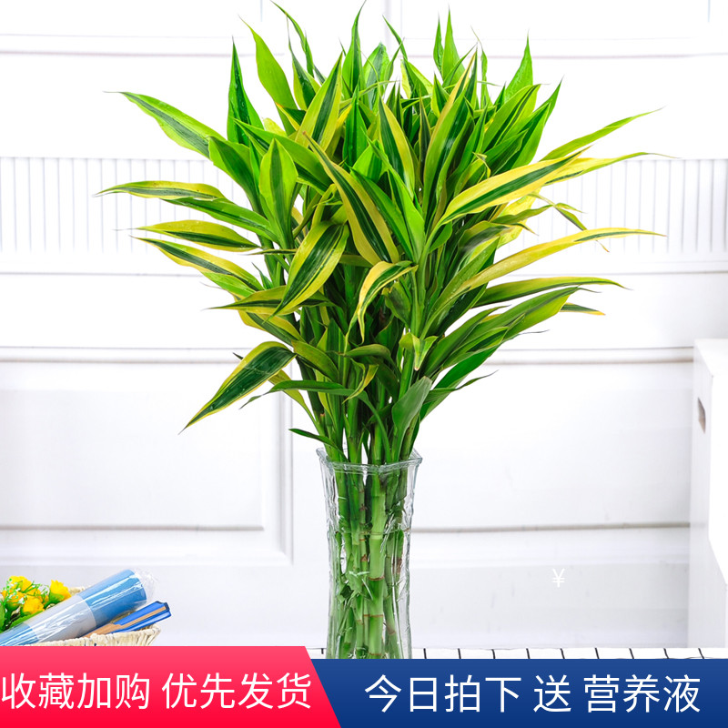 金边富贵竹水培植物盆栽绿植花卉室内客厅水养萝大叶转运竹节节高在类目 鲜花速递/花卉仿真/绿植园艺, 花卉/绿植盆栽（新）, 绿植中 - 来自Buy2taobao.com提供专业的淘宝代购服务
