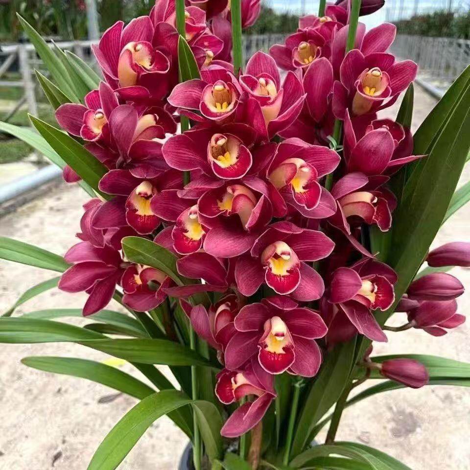 大花蕙兰盆栽带花苞大红袍阳台庭院四季常青高端绿植兰花黄金香兰,鲜花速递/花卉仿真/绿植园艺,国兰/杂交兰/洋兰类,淘宝优惠券,粉丝福利购,淘宝优惠卷