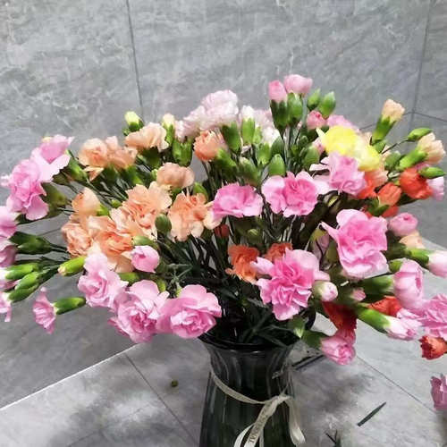 云南鲜花多头康乃馨鲜花一把精品云南基地直发鲜切花