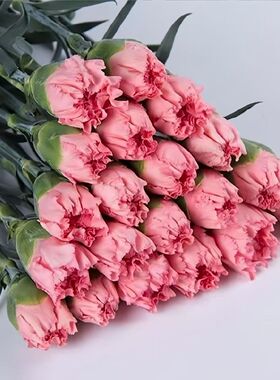 粉色红色康乃馨花束水培鲜花妇女节母亲节爆款推荐云南昆明发出