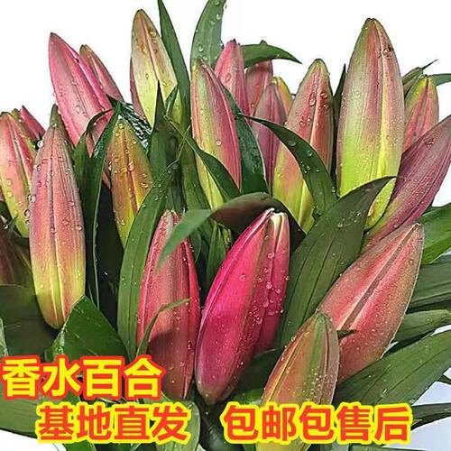 香水百合水养鲜花花束直云南昆明