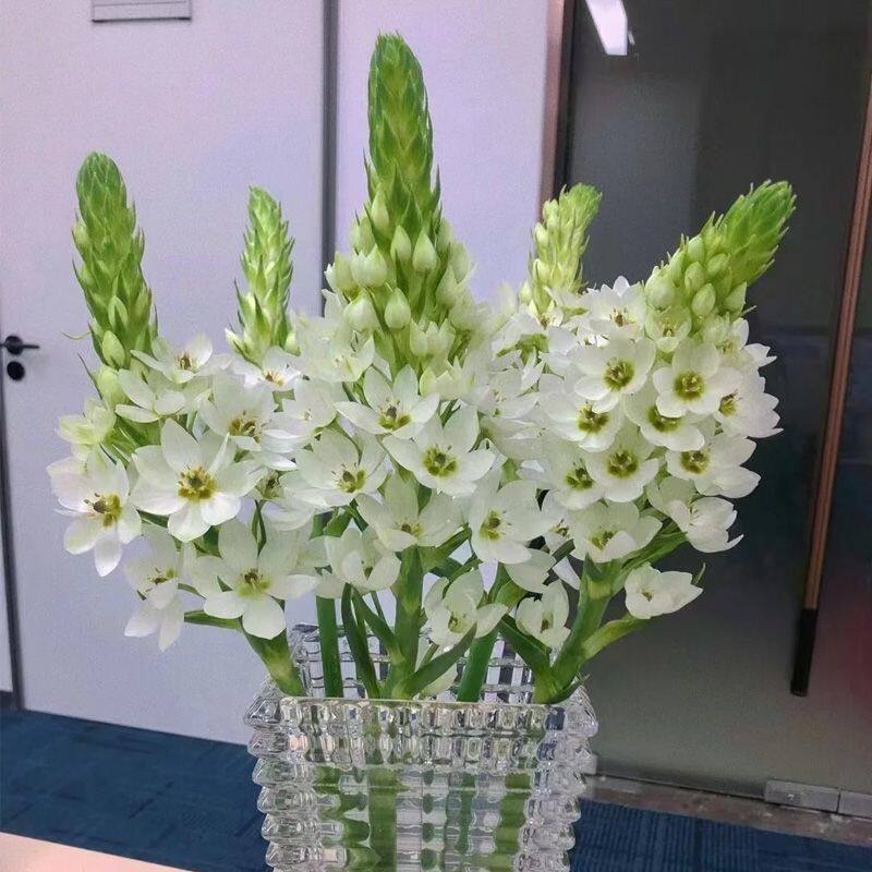 圣心百合云南基地客厅办公室家用水养插花直发鲜切花水培