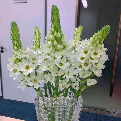 圣心百合云南基地客厅办公室家用水养插花直发鲜切花水培