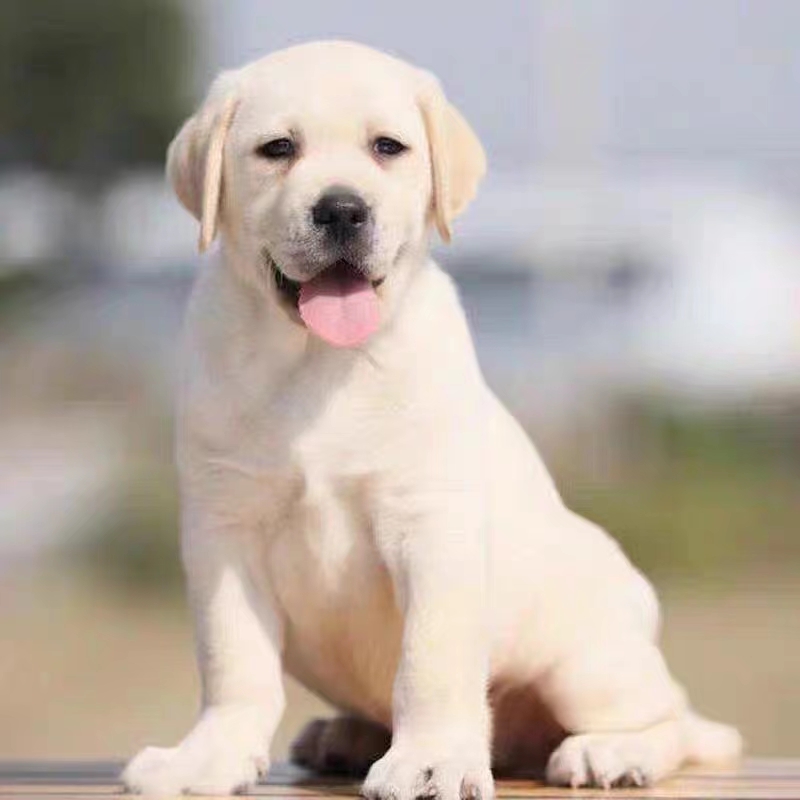 【广西犬舍】拉布拉多幼犬小中大型宠物真物狗狗家养神犬小七衣服 宠物/宠物食品及用品 宠物训练 原图主图