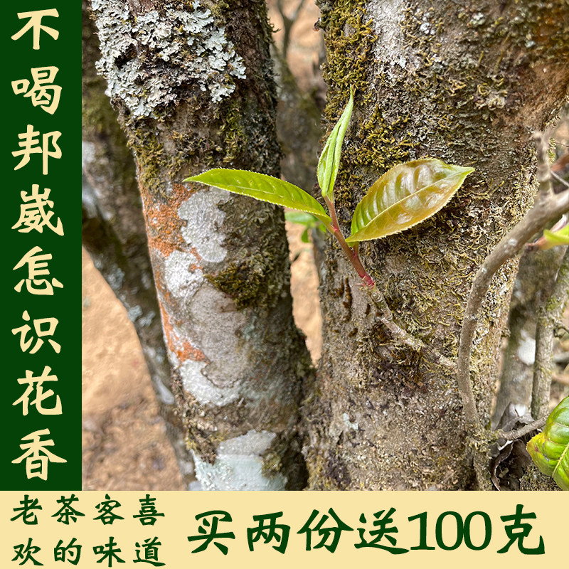 2025年头春邦崴古树普洱茶散装500克袋装澜沧县富东勐库茶农小李