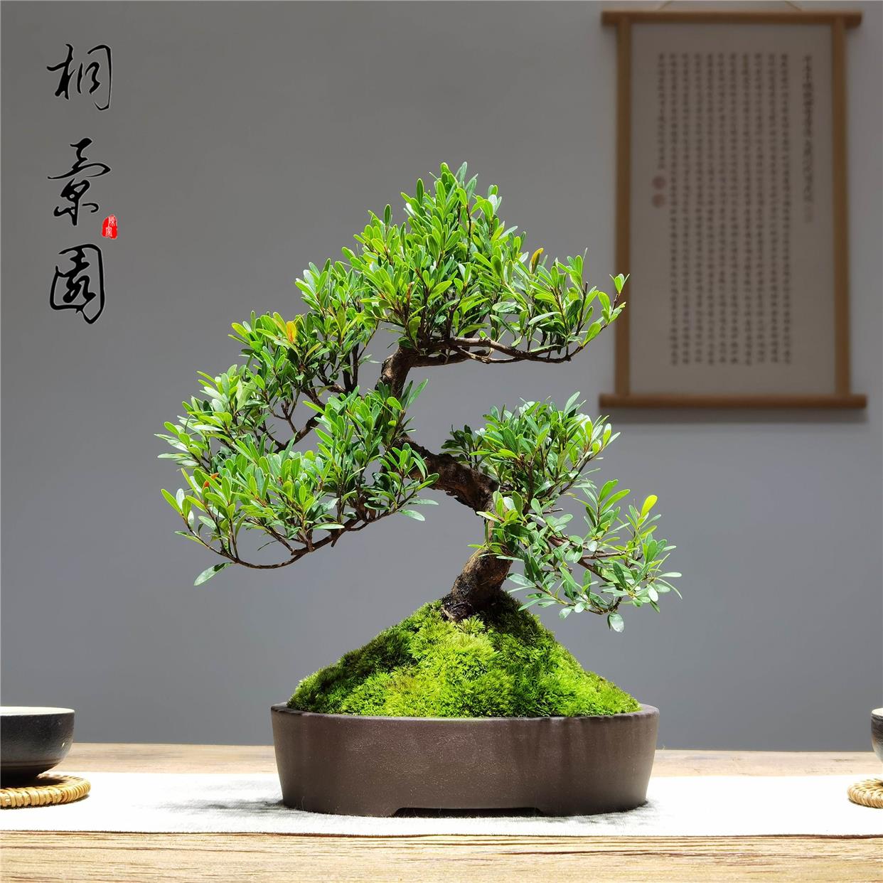 小叶赤绿楠老桩盆栽型盆景客厅庭院观叶植物好养礼品植提造根好养