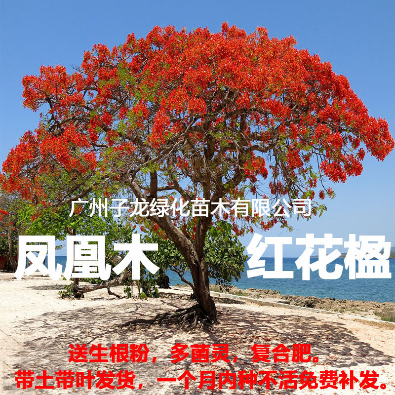 名贵凤凰木红花楹凤凰树苗别墅庭院植物室外绿化风景树行道树盆栽