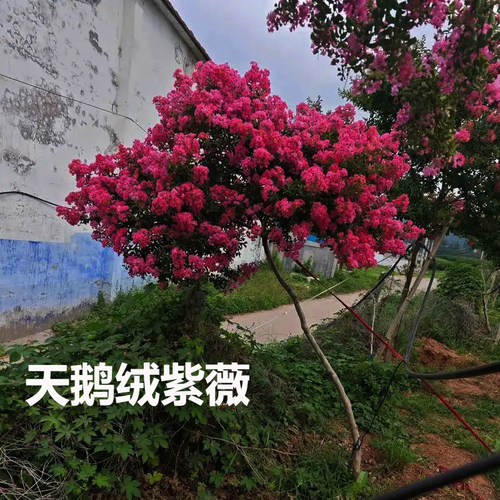 天鹅绒百日红小叶紫薇庭院风景树