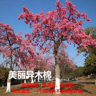 美丽异木棉大腹木棉树苗红花木棉花树庭院绿化风景树大肚子美人树