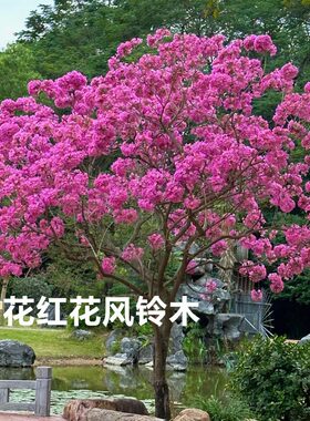 进口红花风铃木树苗庭院风景树