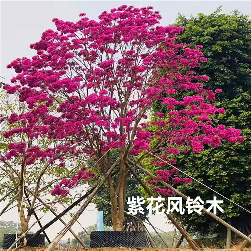 进口多花红花紫花风铃木树苗别墅庭院绿化花树四季种植耐寒风景树
