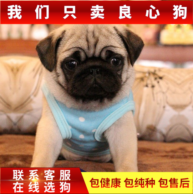 纯种巴哥幼犬 狗活体宠物狗八哥狗狗活体巴哥犬活体狗狗宠物活体