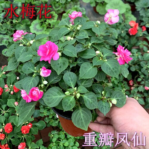 凤仙水梅四季开好养易活花苞多