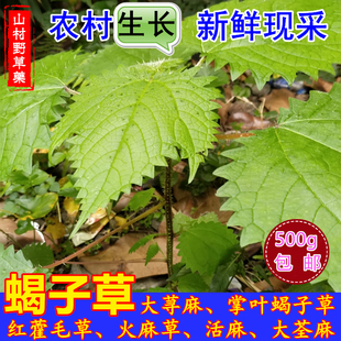 新鲜红火麻草荨麻草红活麻根 大荃麻红藿毛草籽包邮 蝎子草中药材
