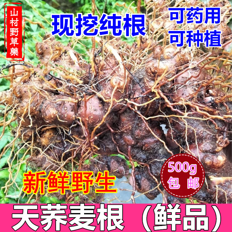 新鲜野兰荞根 现挖野荞麦根金开锁 1斤包邮 药用苦荞麦金疙瘩可种
