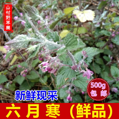 新鲜六月寒 四川路边梢化骨丹黄剌泡500g包邮 风寒草金线风中药材