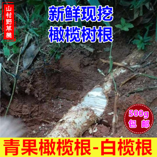 现挖新鲜橄榄根 白榄根500克包邮 整段青橄榄根 青果老树根中药材