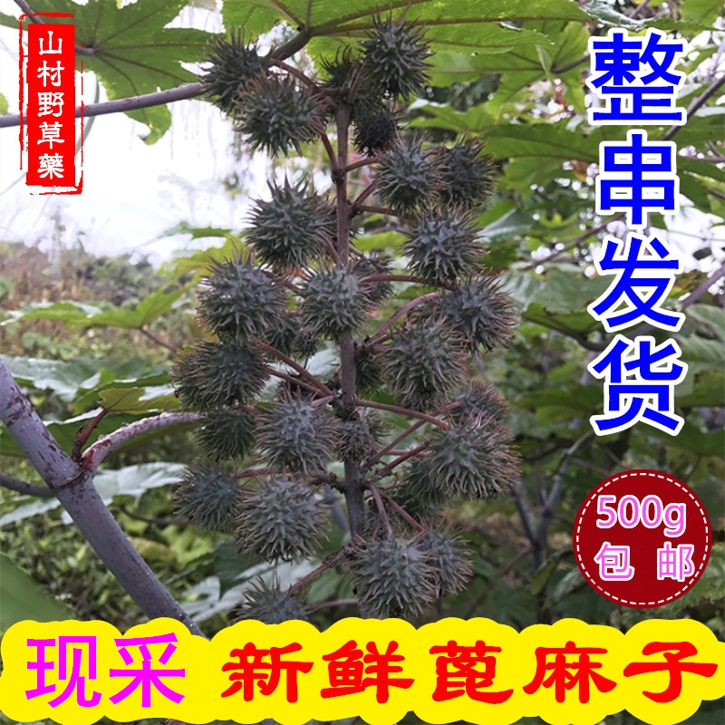 现摘新鲜蓖麻果 带壳蓖麻子 未成熟蓖麻籽包邮 自然晒干 入药用途 - 实物图