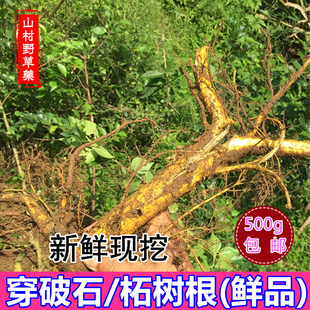 新鲜穿破石根 干货柘树根500g包邮 柘根川破石中草药材穿破石纯根