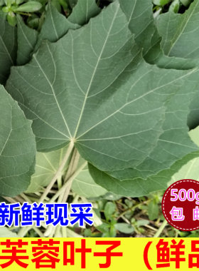 新鲜芙蓉叶现摘木芙蓉树叶子