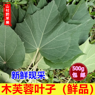 现采新鲜芙蓉叶 木芙蓉树叶子500g包邮 地芙蓉山芙蓉花的叶中药材