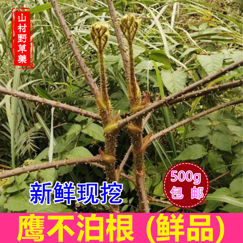 新鲜鹰不泊根500g包邮 干货葱木根 鸟不站雷公木鸟不宿刺倒树药材