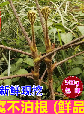 新鲜鹰不泊根500g包邮 干货葱木根 鸟不站雷公木鸟不宿刺倒树药材