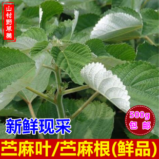 新鲜苎麻叶 白苎麻杆叶现挖苎麻根野麻青麻 白麻叶500g包邮中药材