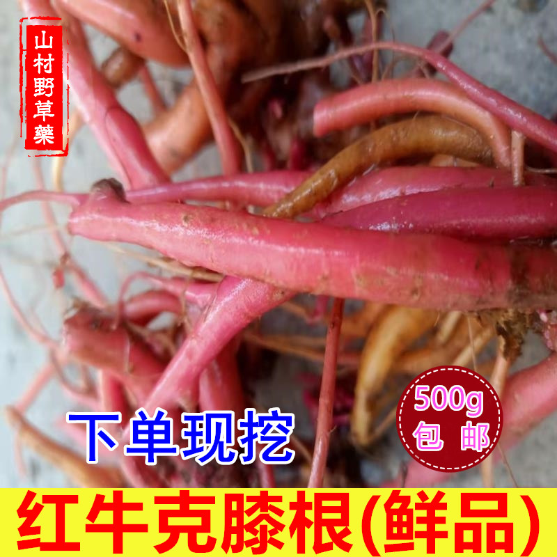 新鲜红牛克膝根 正宗红牛膝藤全根500g包邮 红土牛膝草药怀牛膝根