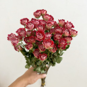 风干多头蔷薇泡泡干花束玫瑰烘干真花小清新客厅插花装 饰拍摄道具