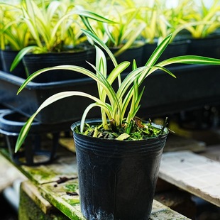 兰花苗矮种春兰黄金中透线艺富贵阳光绿植花卉苗净化空气客厅室内