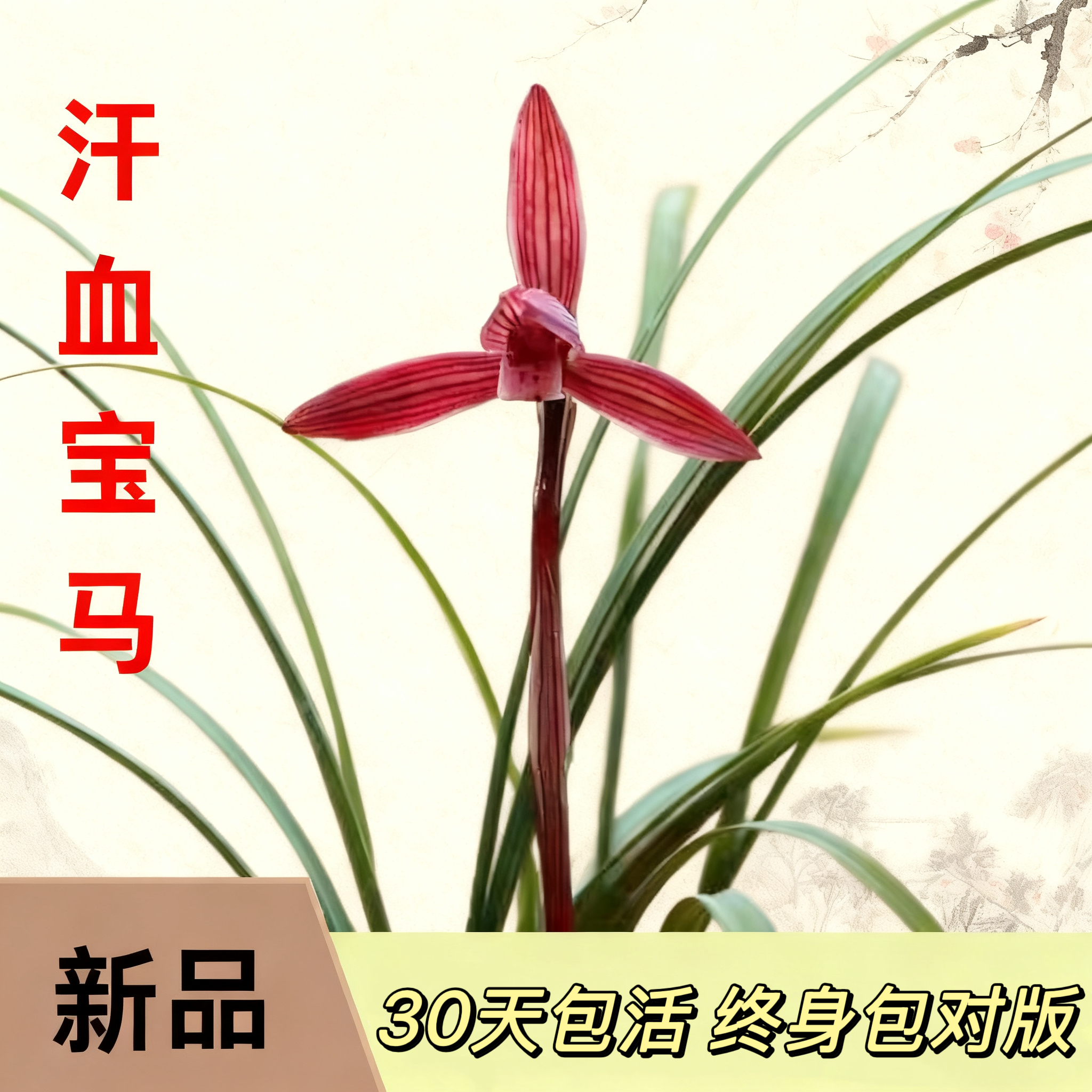 高档浓香春兰汗血宝马名贵兰花室内客厅花卉绿植盆栽好养新手花苞