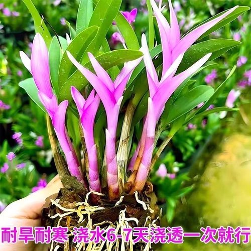 七彩香水石斛兰花四季兰好养绿植浓香改善睡眠绿植净化空气盆栽