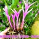 七彩香水石斛兰花四季 兰好养绿植浓香改善睡眠绿植净化空气盆栽