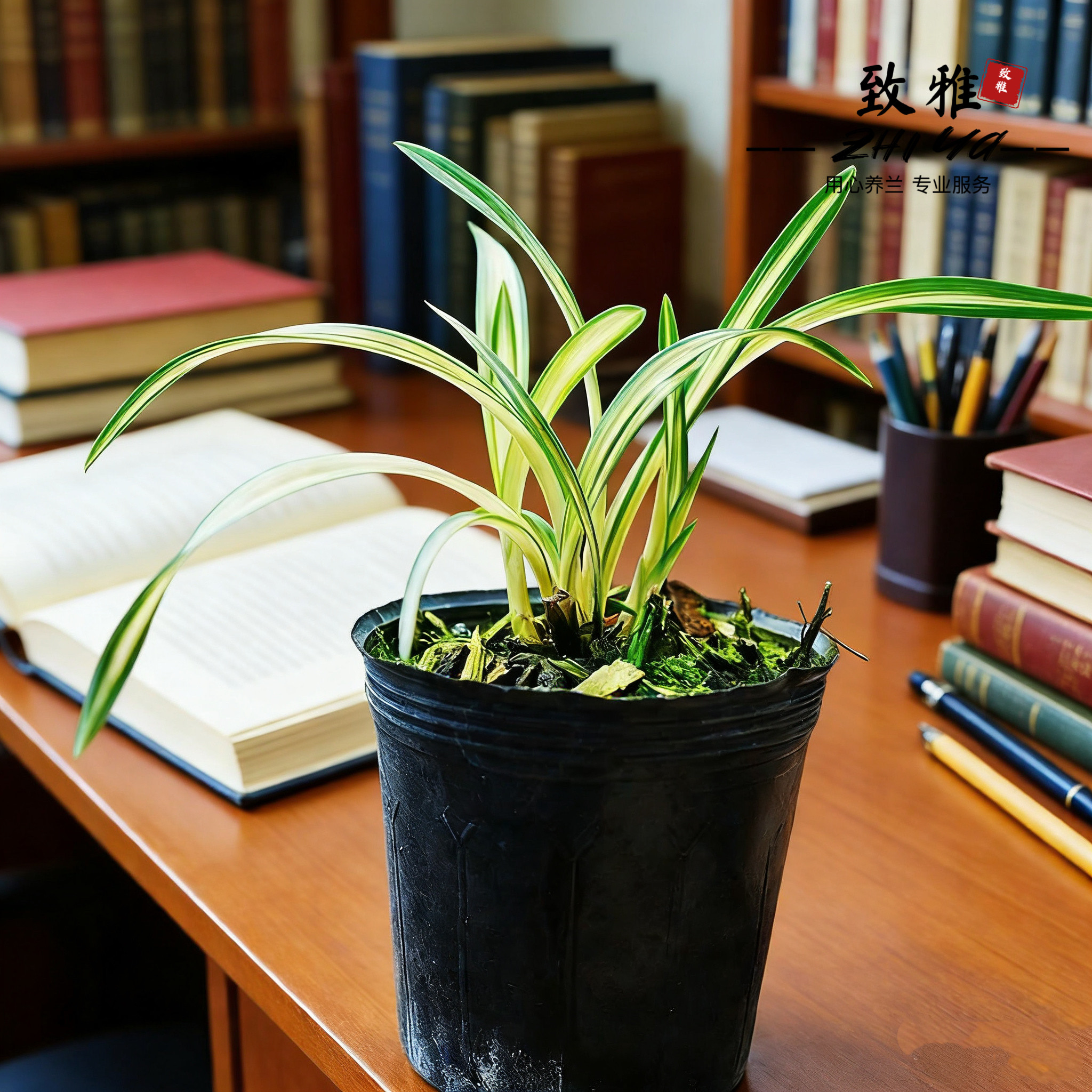 兰花苗矮种春兰黄金中透线艺富贵阳光绿植花卉苗净化空气客厅室内