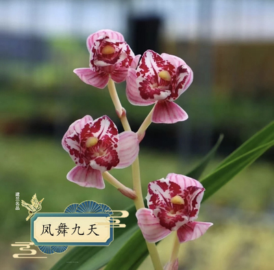 名贵兰花苗四季兰凤舞九天浓香好养兰花室内阳台客厅建兰三星粉荷