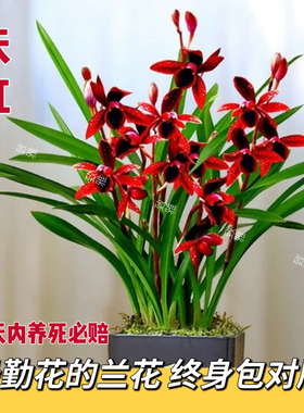 建兰天红四季兰花苗浓香花苞新手好养红色花卉绿植盆栽勤花勤芽