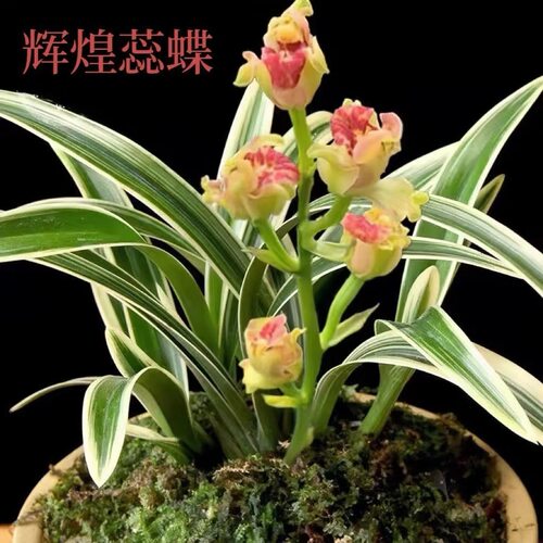 基地清仓价高档金边矮种辉煌蕊蝶兰花苗 好养易成活 室内绿植花卉