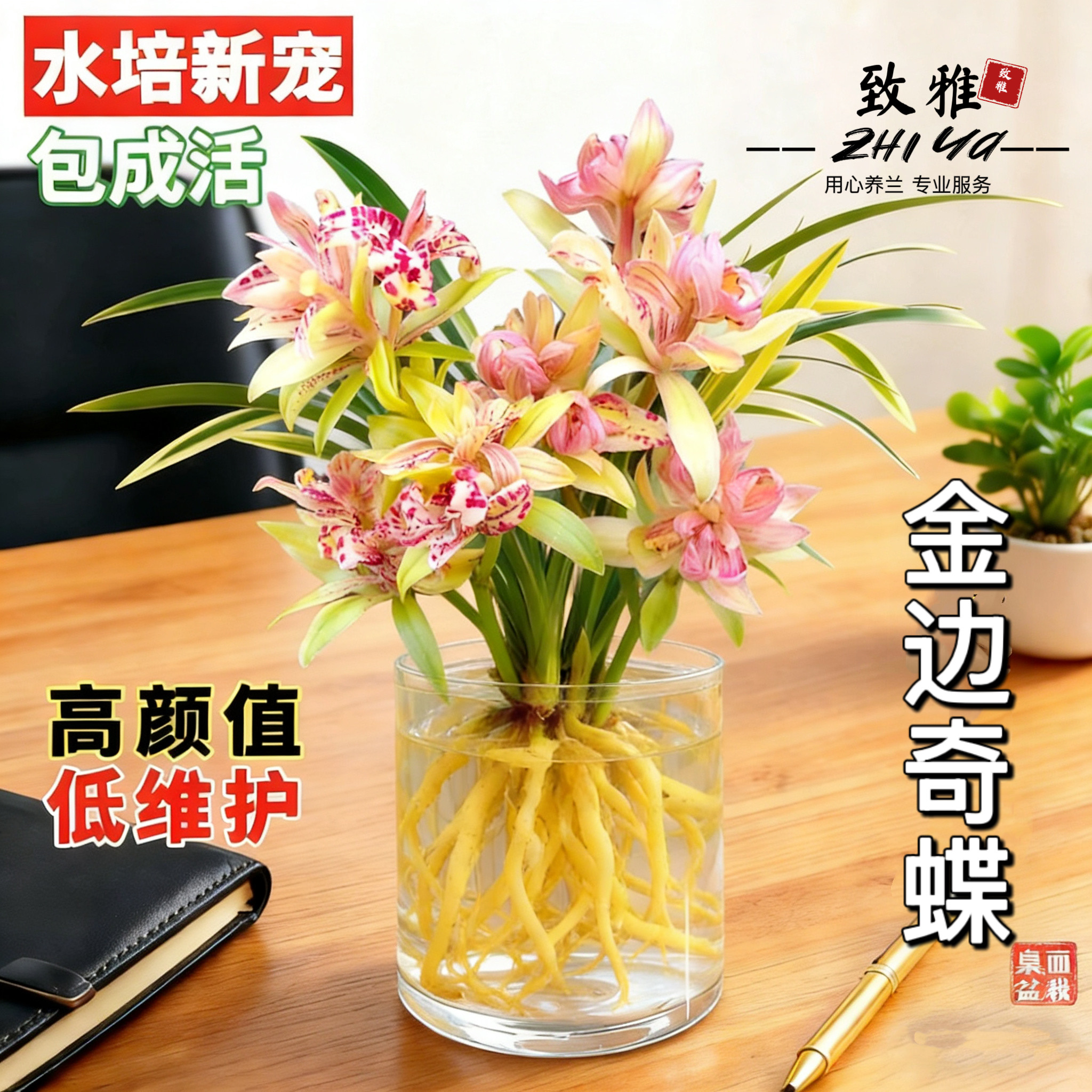 水培兰花苗金边奇蝶室内办公室小盆栽绿植花卉好养四季兰花花苞